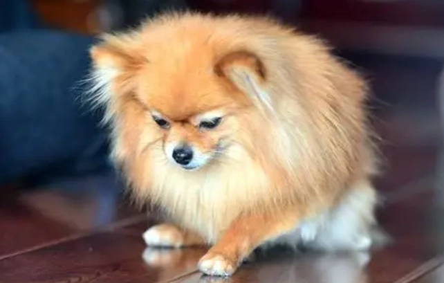 狗吃優格的好處