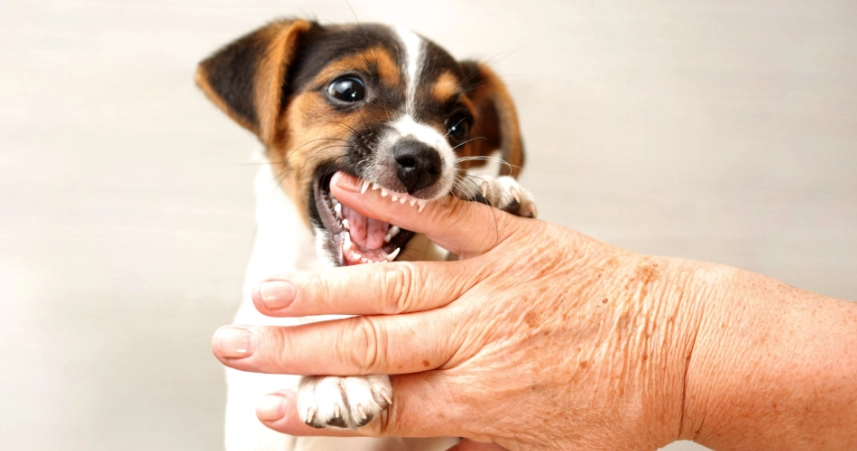 比狗咬報警全指南：步驟、法律權益與常見問題一次看懂