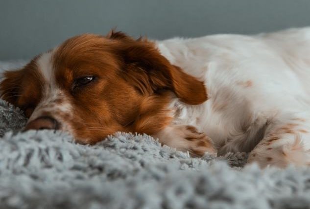 狗狗死後身體僵硬