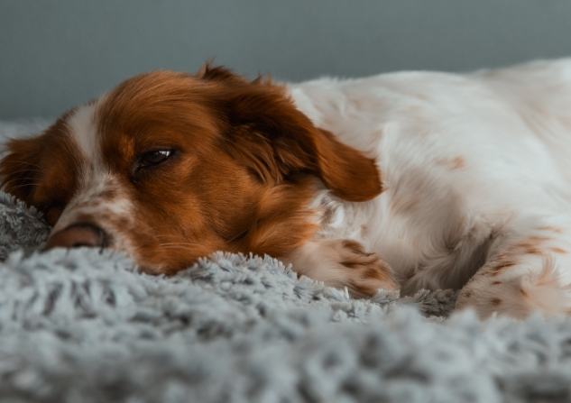 狗狗死後身體僵硬：原因、過程與主人應對全指南