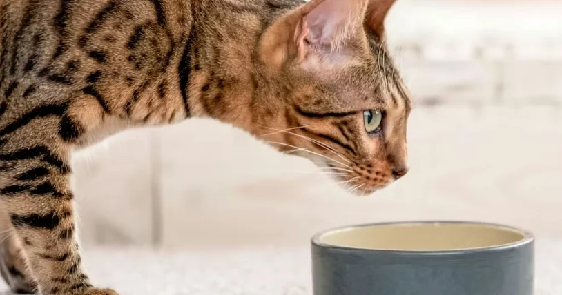 貓可以吃紅蘿蔔嗎