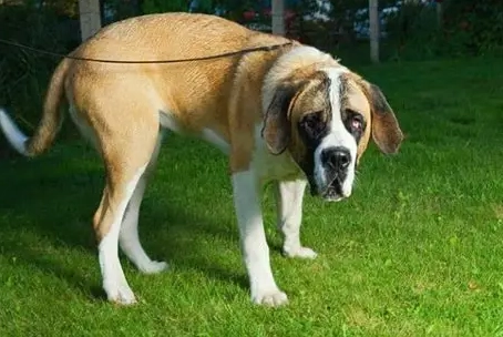 狗狗喜歡把頭埋起來