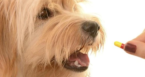 狗狗吃藥副作用