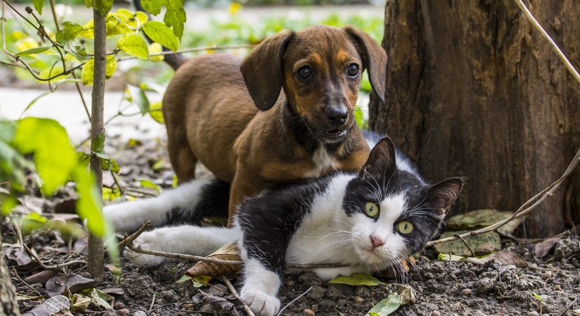 動物保護法全解析：保護毛小孩的權利與責任實用指南