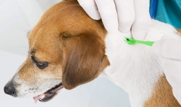 家裡有壁蝨怎麼辦