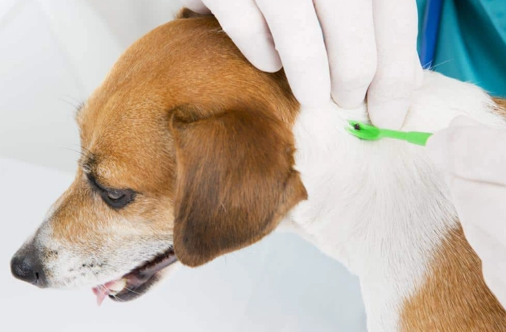 家裡有壁蝨怎麼辦？完整根治指南與預防對策