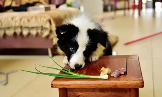 狗狗不能吃的蔬菜