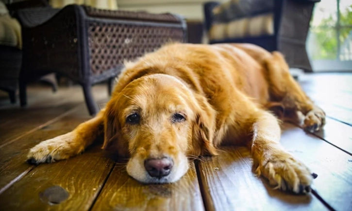 老狗發抖原因分析與應對指南：別再以為只是冷！