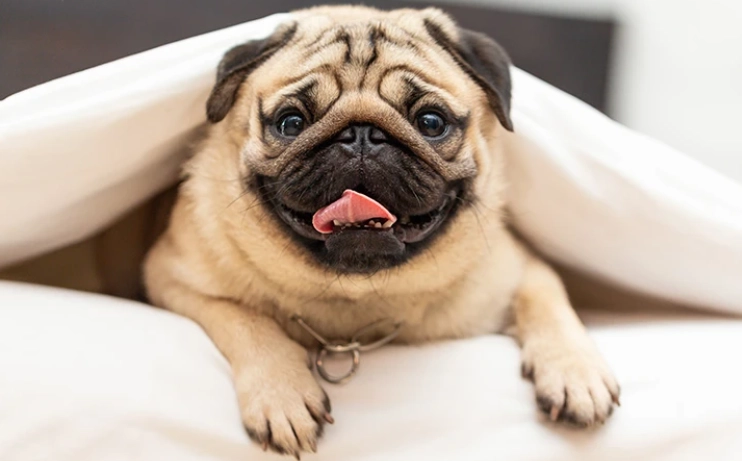 短吻犬症候群全解析：症狀、治療與預防指南