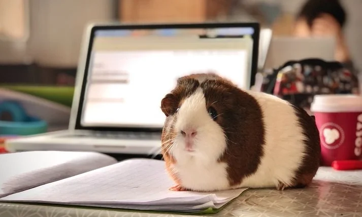 天竺鼠兔子混養