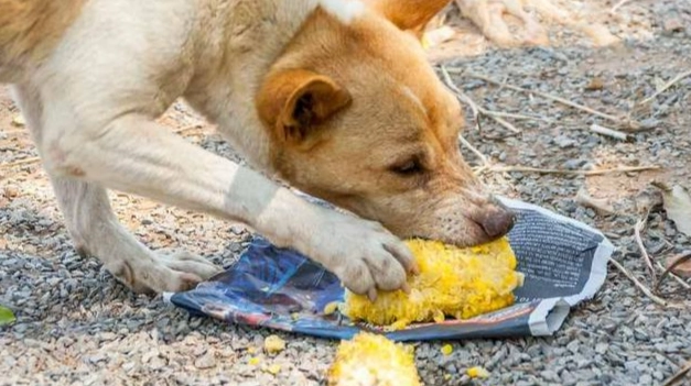 狗狗可以吃糯米玉米嗎