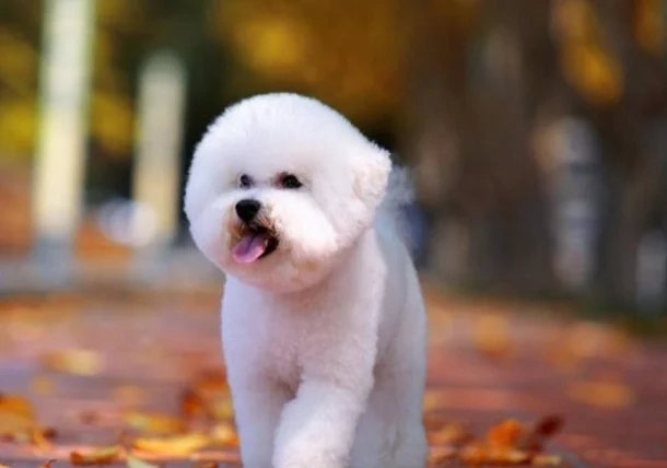 火龍果狗狗可以吃嗎