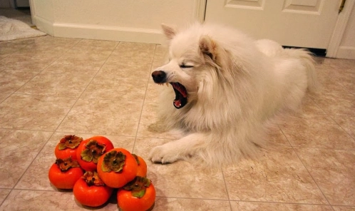 狗可以食柿嗎