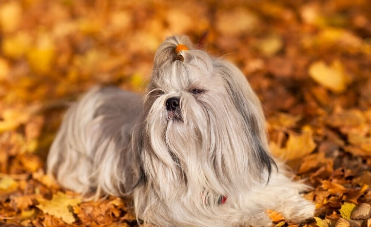 狗有魚腥味全解析：原因、處理與預防完整指南