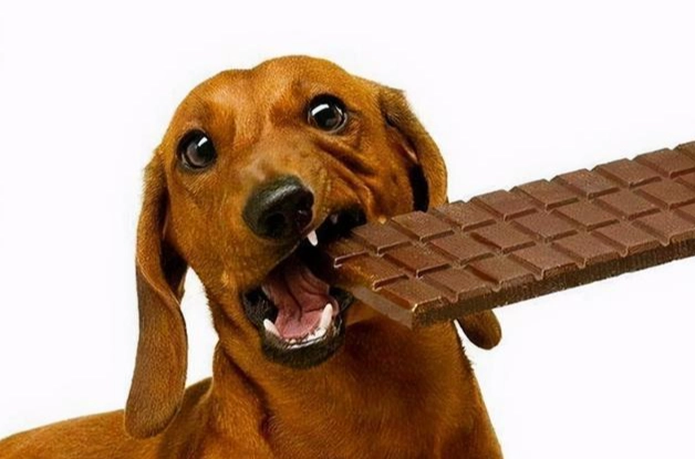 狗舔到巧克力