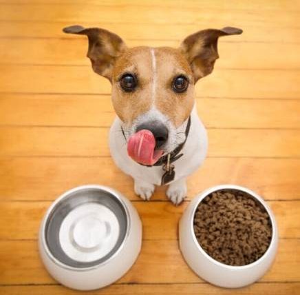 老狗牙齒不好飼料