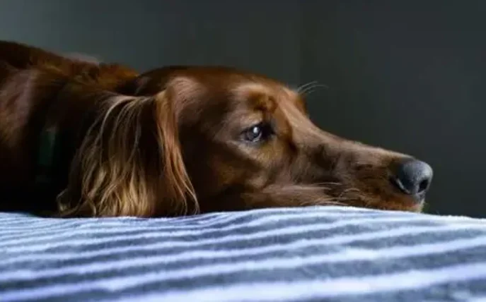 狗狗沒精神原因