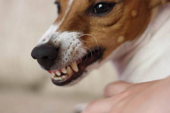 被狗咬沒打破傷風會怎樣