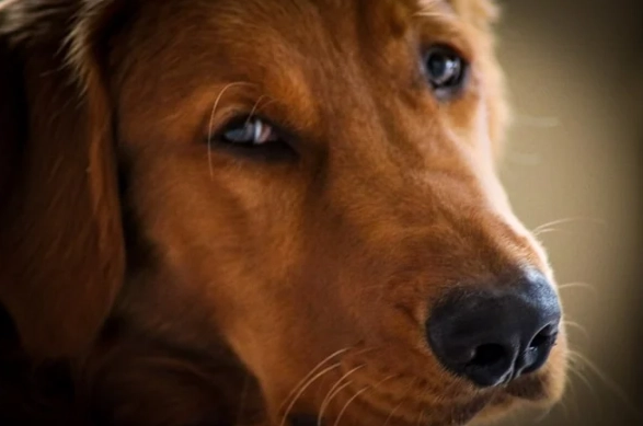 狗狗角膜受傷多久會好