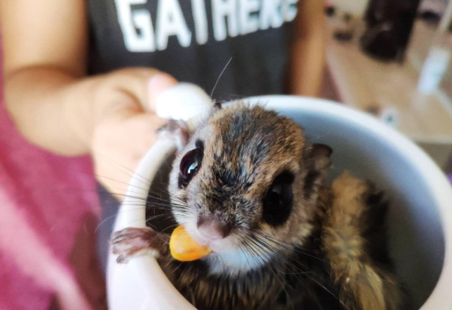 飞鼠怎么养？完整饲养指南与常见问题解答