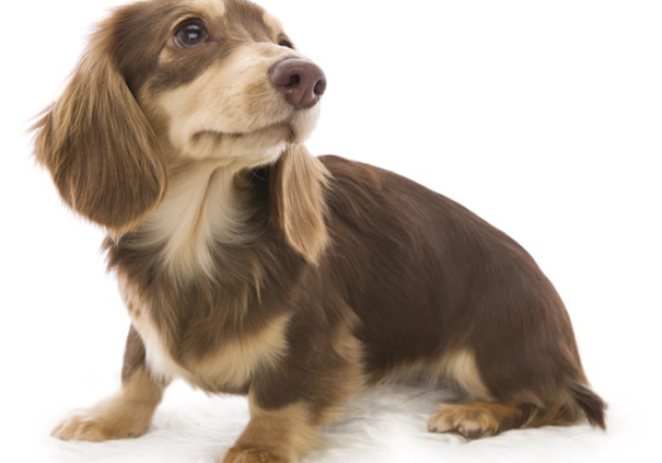 臘腸狗智商排名