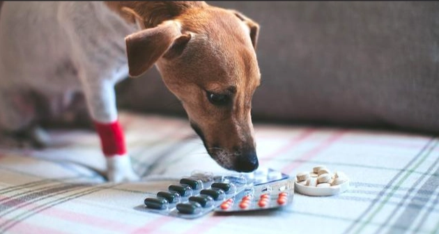 狗狗吃藥間隔時間