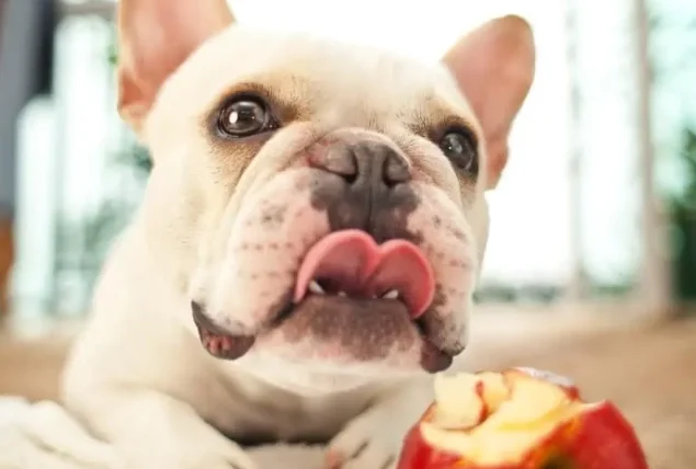 狗狗可以吃蘋果皮嗎