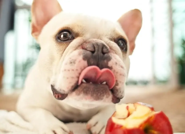 狗狗可以吃蘋果皮嗎？安全餵食指南、風險解析與常見問題