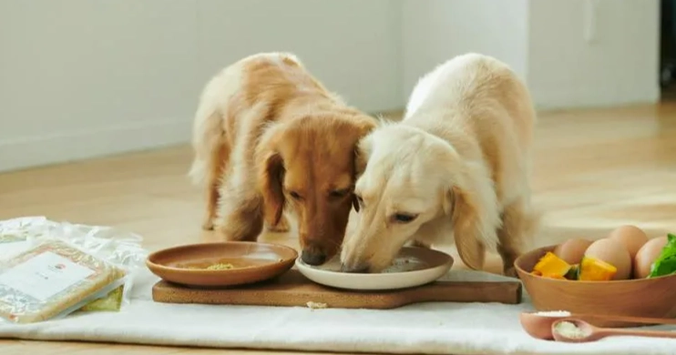 狗狗可以吃蝦殼嗎