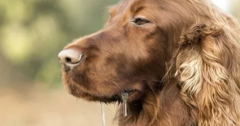 老狗一直流口水