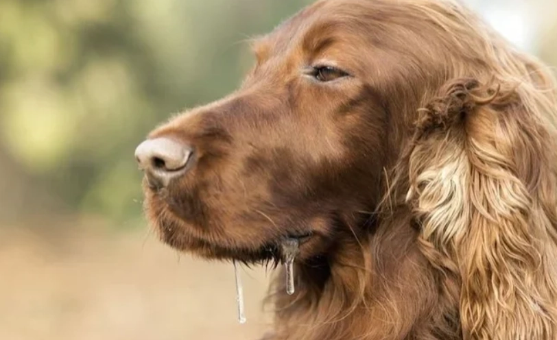 老狗一直流口水：原因、症狀與處理方法全指南