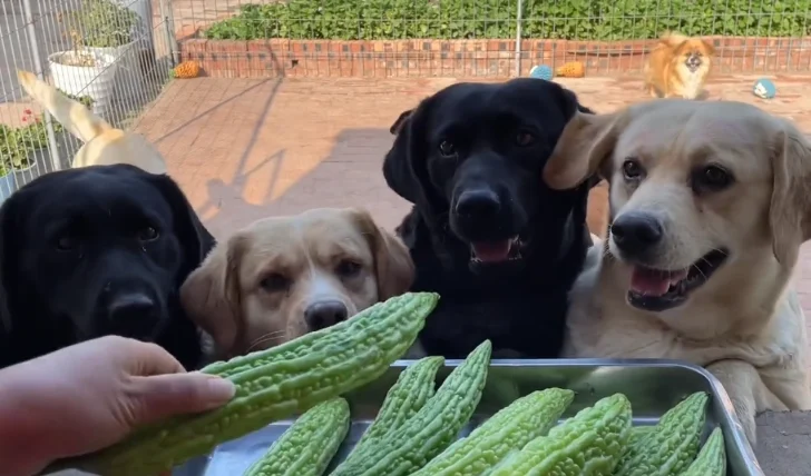 狗狗可以吃苦瓜嗎