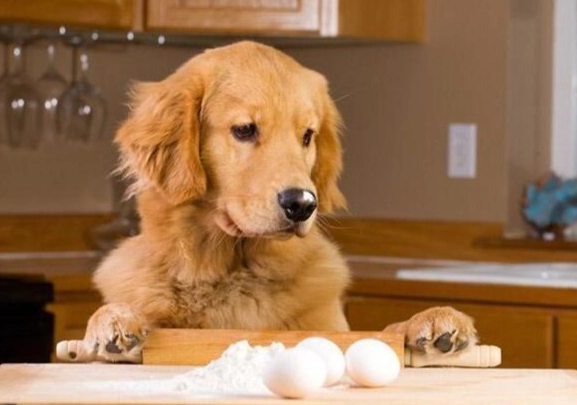 狗狗可以吃蛋白嗎