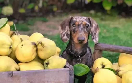 狗可以吃梨子