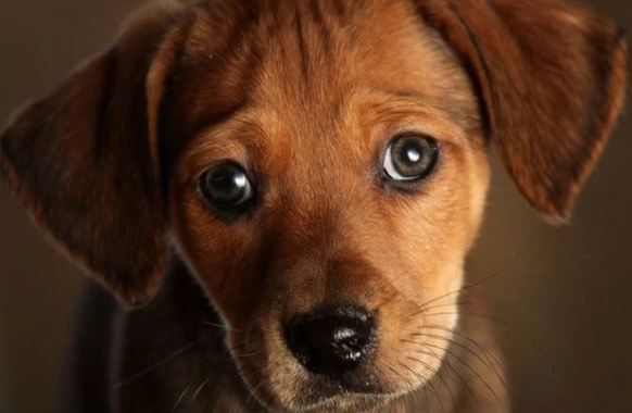 狗狗眼睛水汪汪