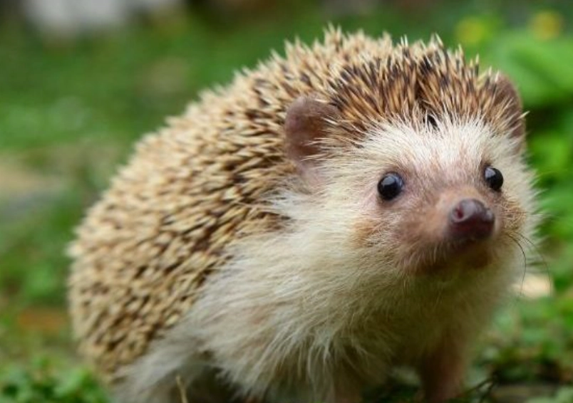 刺蝟吃老鼠真相大揭秘：飼主必讀的風險與餵食指南