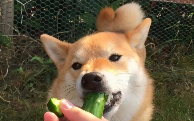 狗狗可以吃青豆嗎