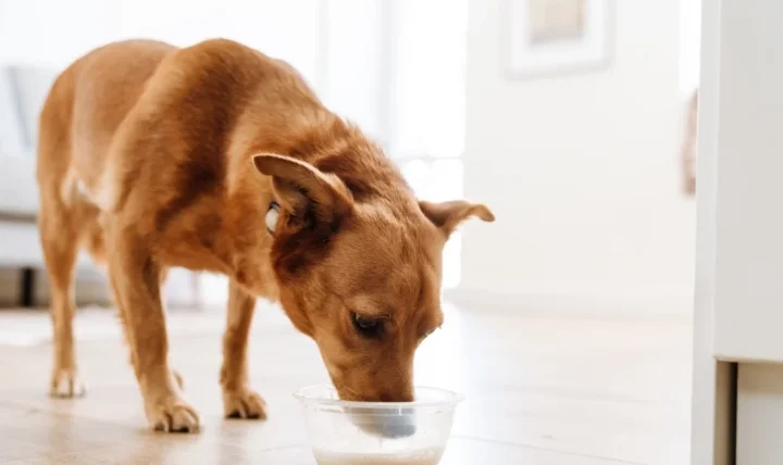 狗狗可以喝什麼奶