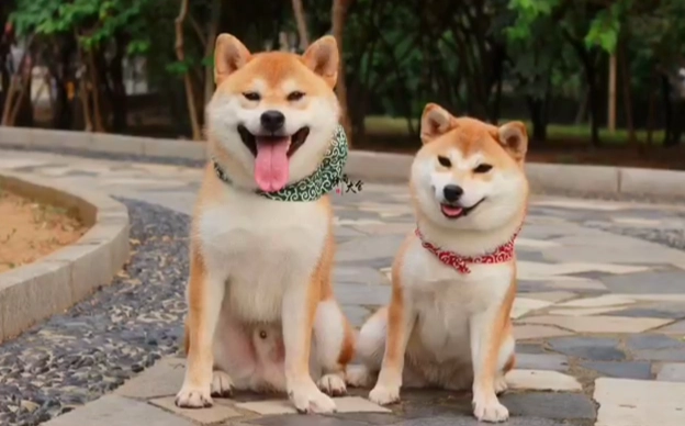 公柴犬發情症狀