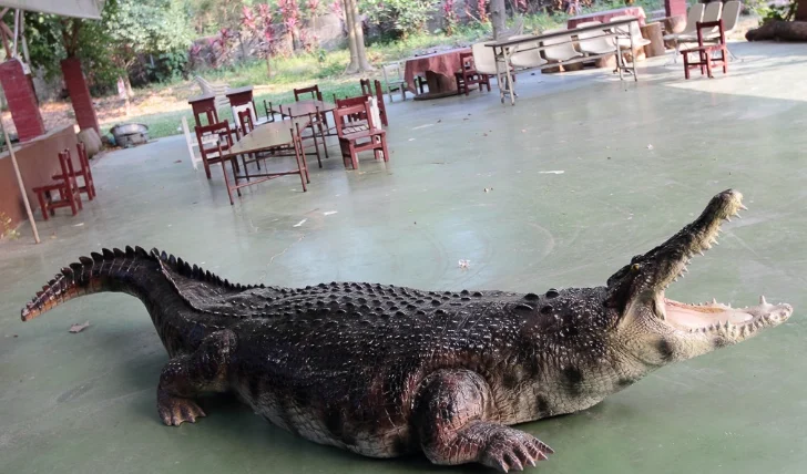 不一樣鱷魚生態農場附近美食