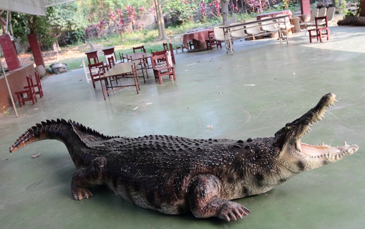 不一樣鱷魚生態農場附近美食探索：在地人私藏好店與小吃指南