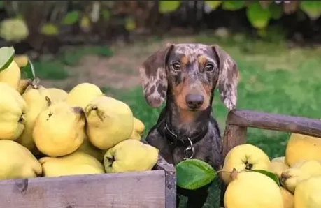 狗可以吃雪梨嗎