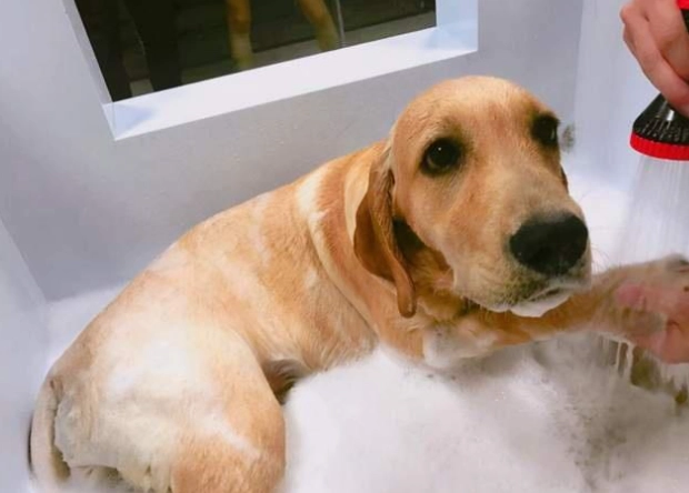 狗狗一直磨臉怎麼辦？獸醫解析10大原因與有效解決方案