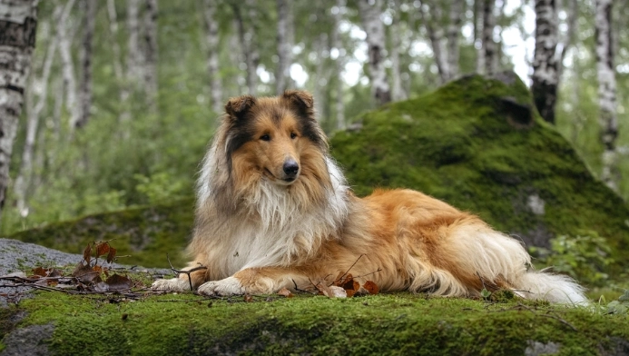 狗可以吃冰塊嗎