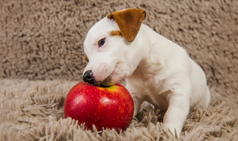 狗狗吃蘋果好處