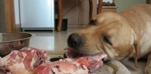 狗狗吃什麼肉最營養