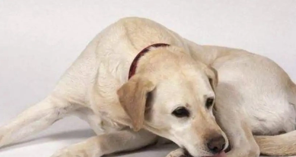 寵物年齡對照表