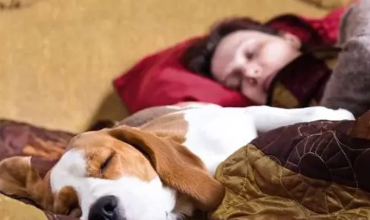 狗靠在人身上睡覺