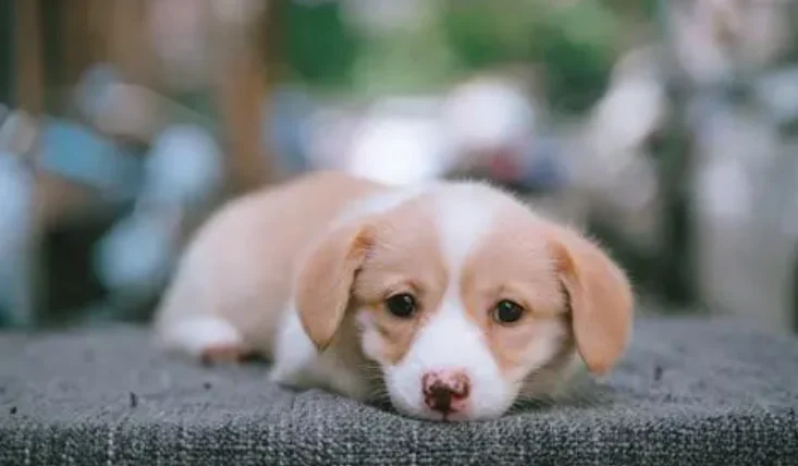 狗酵母菌感染治療