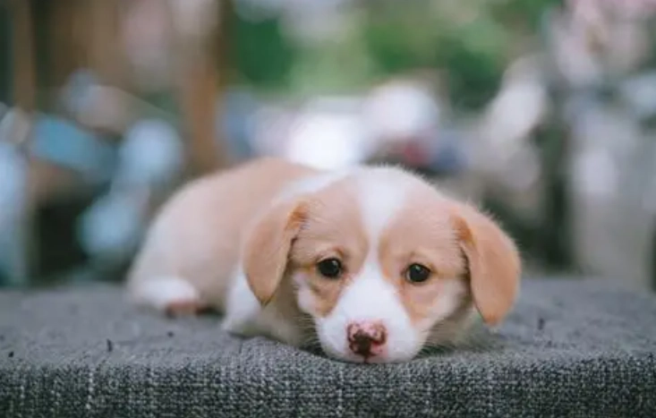 狗酵母菌感染治療全攻略：症狀診斷與有效護理方法